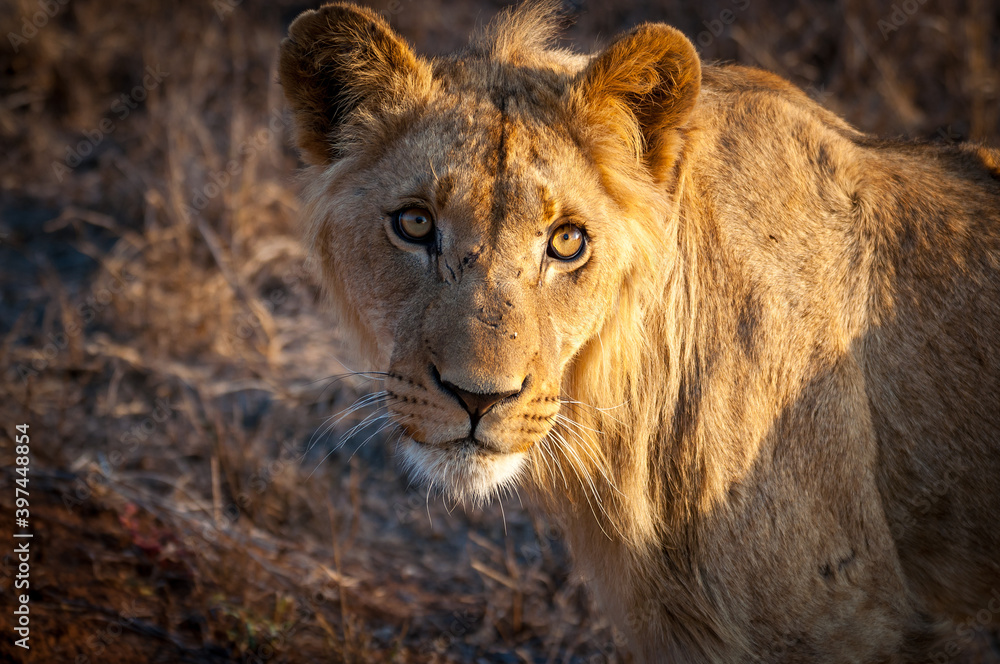 Closeup portrait of a young lioness (scientific name: panthera leo) with bright intense eyes, taken at golden hour in Kruger National Park, South Africa Closeup portrait of a young lioness (scientific name: panthera leo) with bright intense eyes, taken at golden hour in Kruger National Park, South Africa