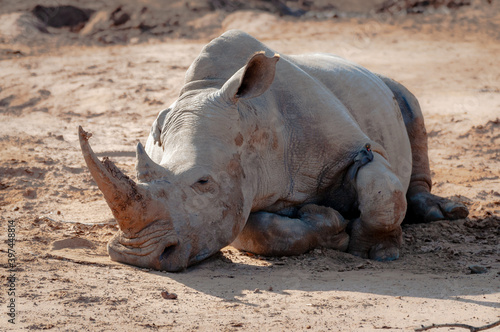 Rhino with a big horn is exhausted after taking a mud bath and relaxes in the sun waiting for the clay to dry. Hluhluwe Imfolozi Park - South Africa