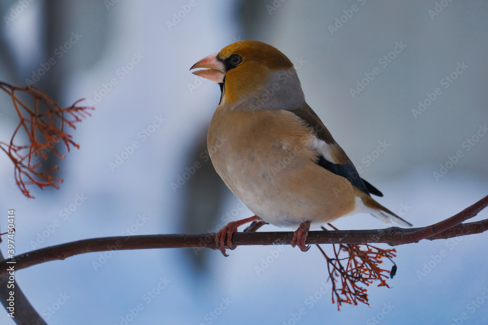 Bird on a branch in winter in Siberia