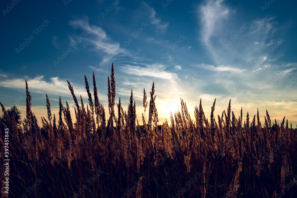 Dry grass at summer sunset. Beautiful evening summer sunset. Dry grass at summer sunset. Beautiful evening summer sunset.