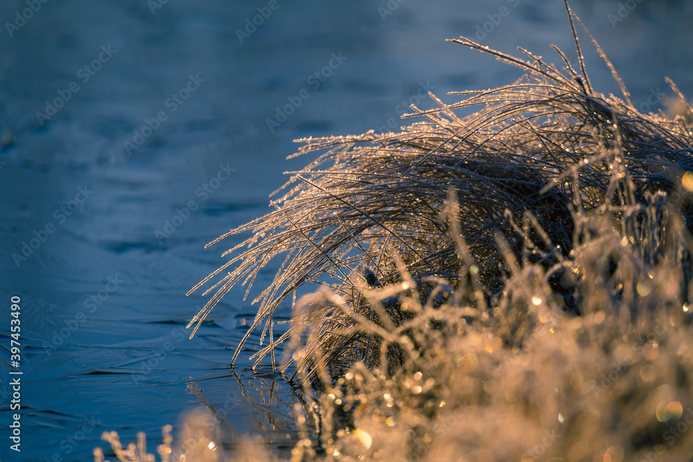 Fototapeta premium Beautiful winter scenery with a small plants frozen in the pond. Ice surface and snow covered plants. Winter morning with first snow and ice during the sunrise.