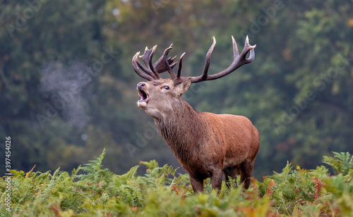 deer stag