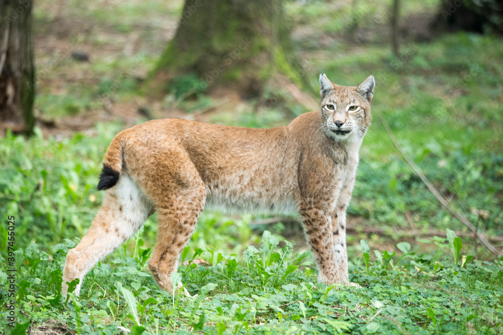 Obraz premium Luchs