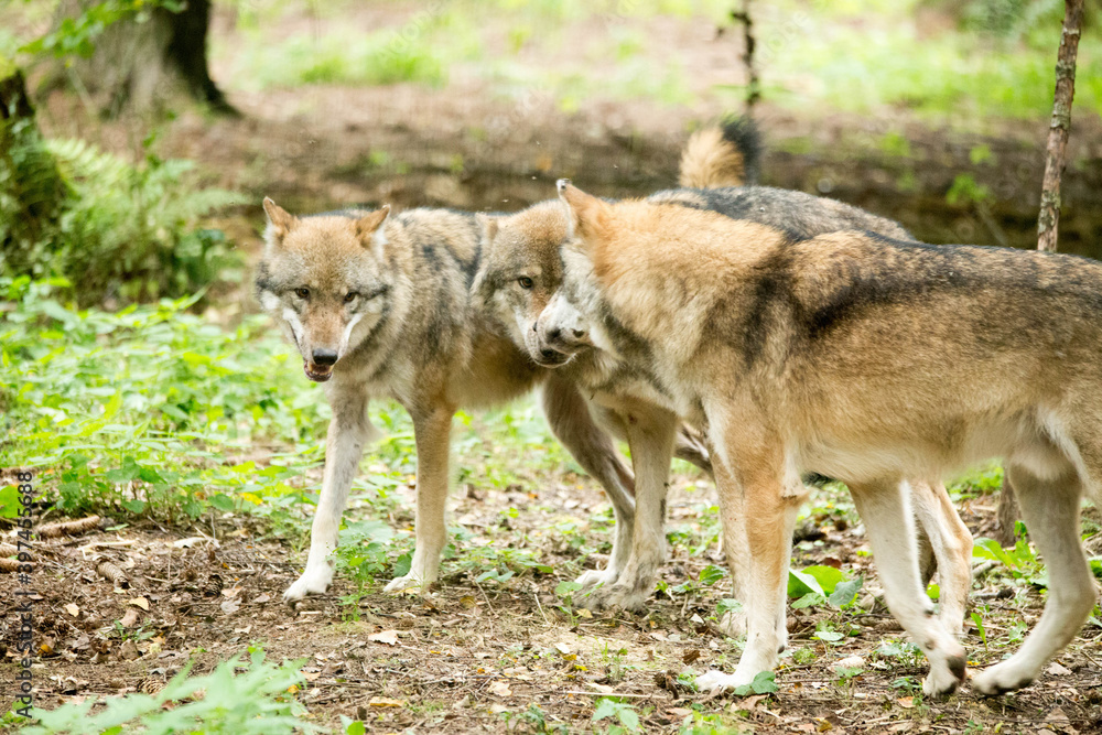 Obraz premium Wölfe