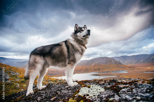Beautiful Alaskan Malamute poses in the mountains. Looks forward proudly.