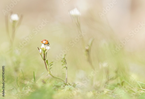 ladybug sitting on flower, macro shot in blooming field © Sophia