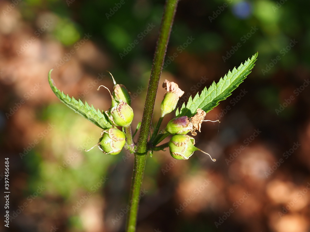 Plant (Scrophularia sambucifolia) Plant (Scrophularia sambucifolia)
