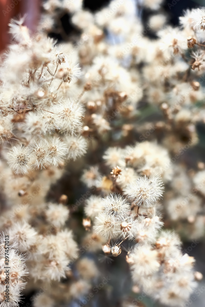 Defocused white dried flowers on blurred nature background. Beauty in nature. Pastel colors. Selective focus. Vertical image.