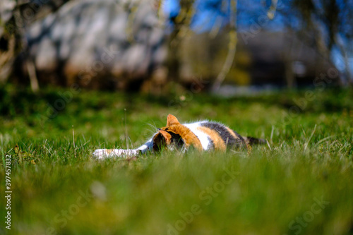 three colored cat lying on the lawn in sunny summer day