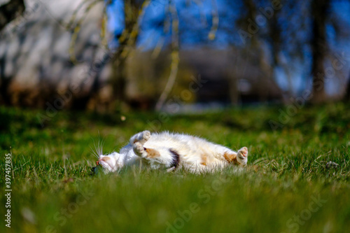 three colored cat lying on the lawn in sunny summer day