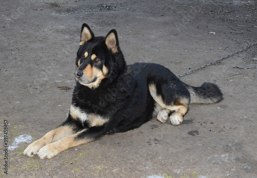 black and white dog