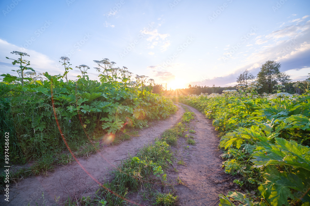 Obraz premium endless beautiful country gravel road in perspective