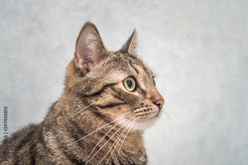Portrait of a gray cat on a gray background close-up