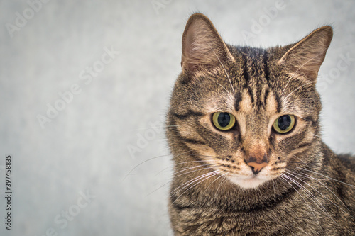 Portrait of a domestic cat on a gray background close-up. Copy space