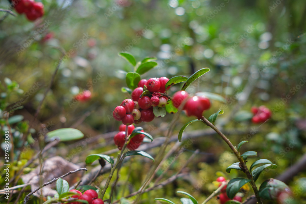 cranberries lingonberries red in green moss in forest