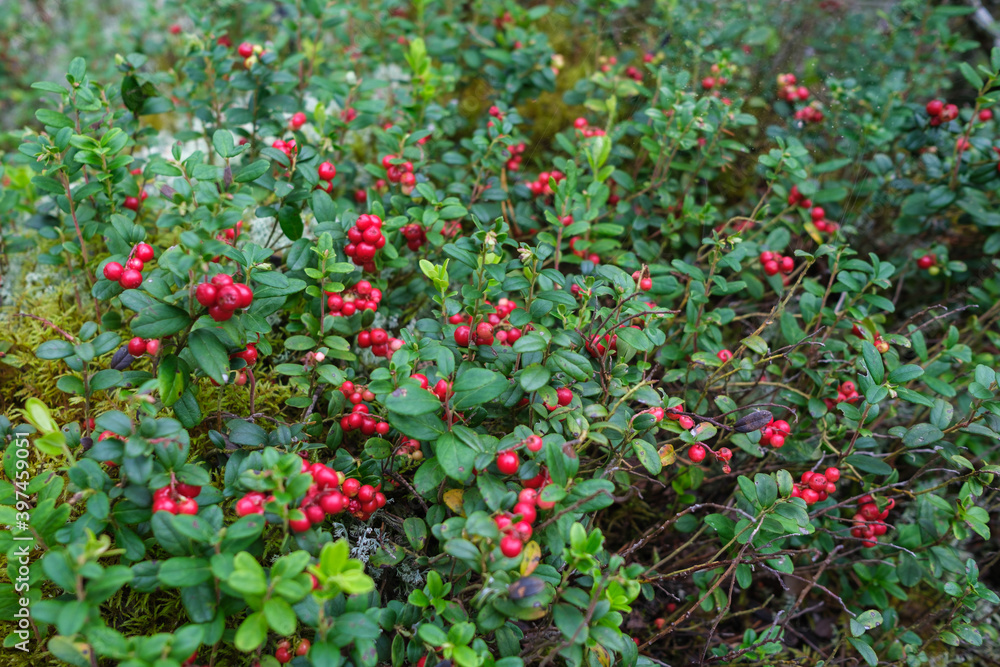 cranberries lingonberries red in green moss in forest cranberries lingonberries red in green moss in forest