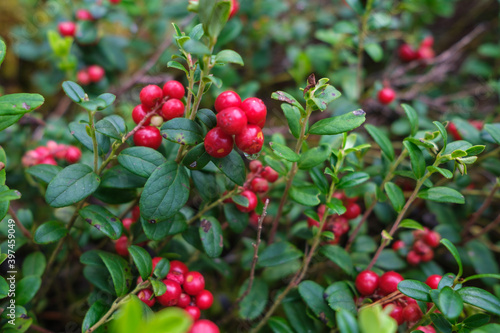 cranberries lingonberries red in green moss in forest