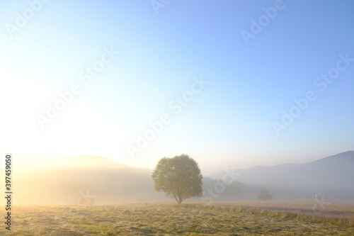 Moody landscape with lonely tree on field on misty sunny day.