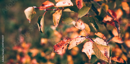 Beautiful minimalistic autumn background with bright leaves of trees. Yellow and Golden autumn leaves on dry tree branch on background of green grass. Horizontal banner.