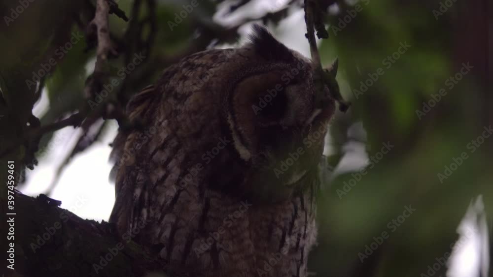 Close up of young long eared owl (Asio otus) gazing and sitting on dense branch deep in crown. Wildlife tranquil portrait footage of bird in natural habitat background during twilight. Close up of young long eared owl (Asio otus) gazing and sitting on dense branch deep in crown. Wildlife tranquil portrait footage of bird in natural habitat background during twilight.