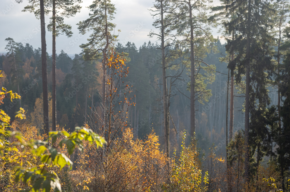 Fototapeta premium golden yellow autumn trees in the park in sunny day