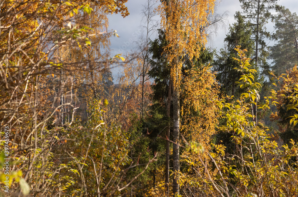 Obraz premium golden yellow autumn trees in the park in sunny day