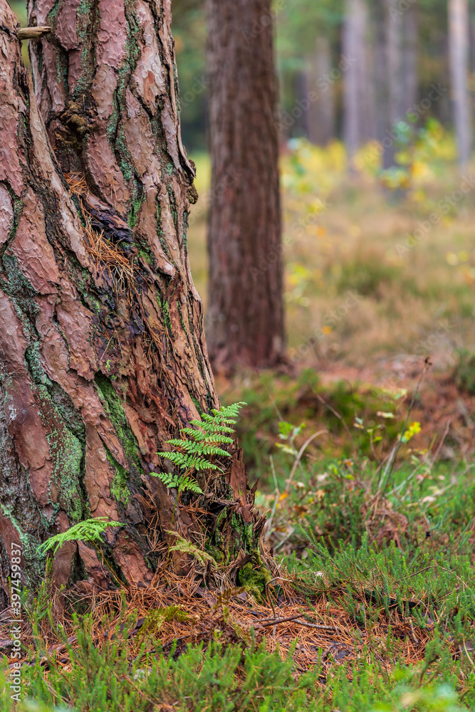 Fern with tree in the middele of the forest Fern with tree in the middele of the forest