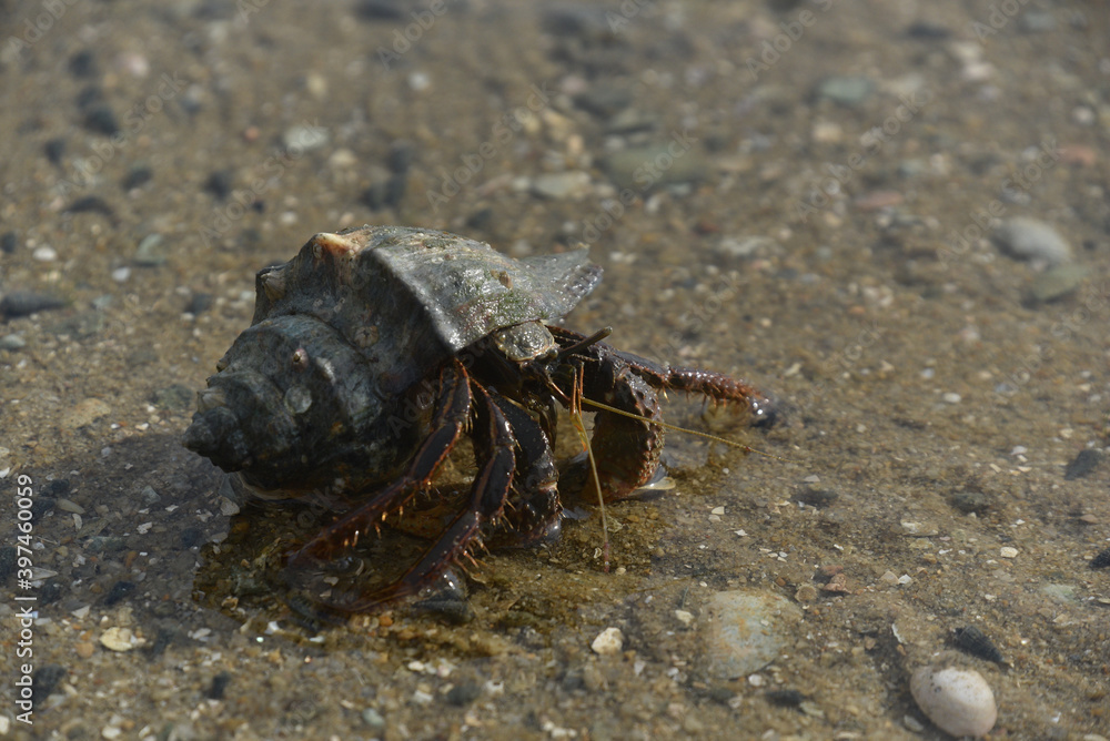 Hermit crabs that live by the sea and use shells to armor and house.