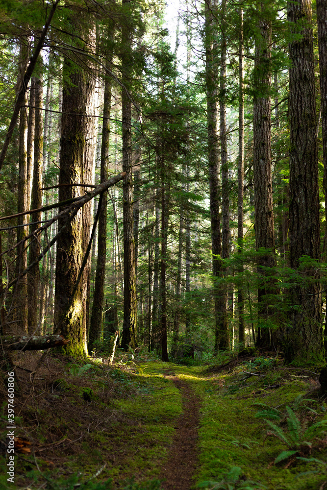 Naklejka premium Trail through mossy forest on Cortes Island, BC