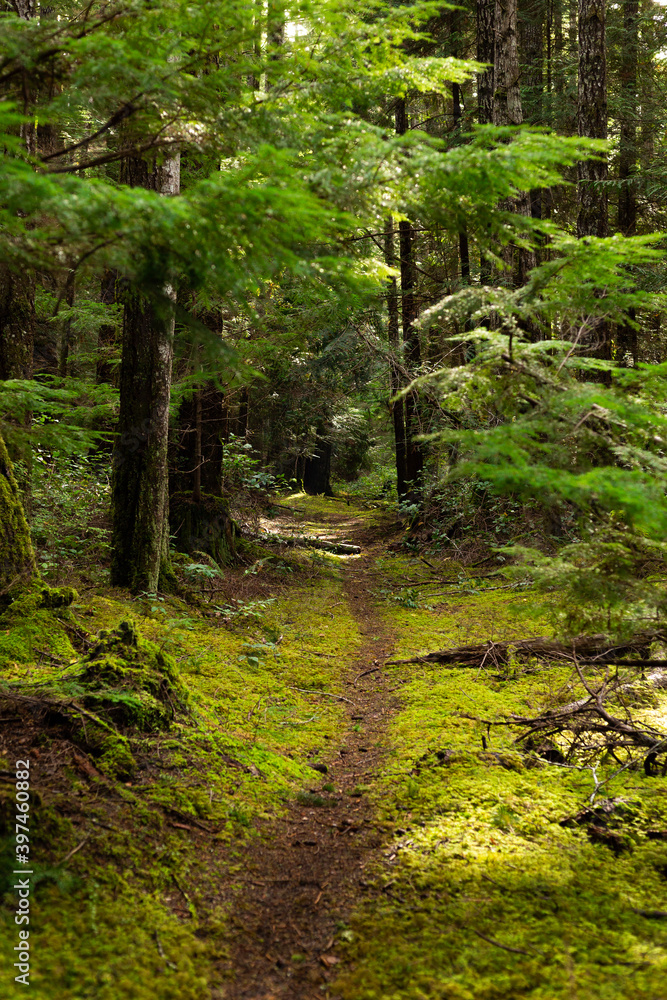 Trail through mossy forest on Cortes Island, BC Trail through mossy forest on Cortes Island, BC