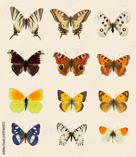  Collection of nine European butterflies species on set sail champagne background © Geza Farkas