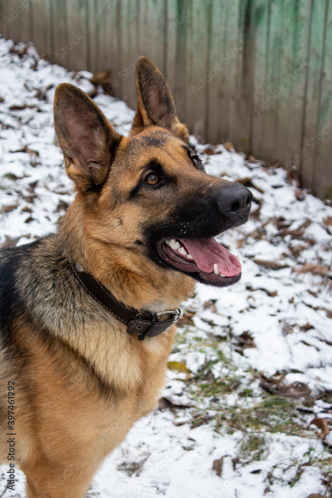 happy german shepherd dog with open mouth and enthusiastic look with love against the background of snow outside happy german shepherd dog with open mouth and enthusiastic look with love against the background of snow outside