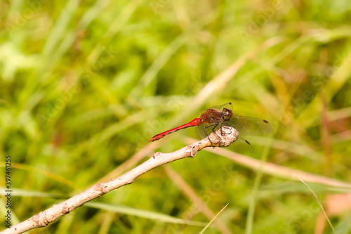 dragonfly © Rado