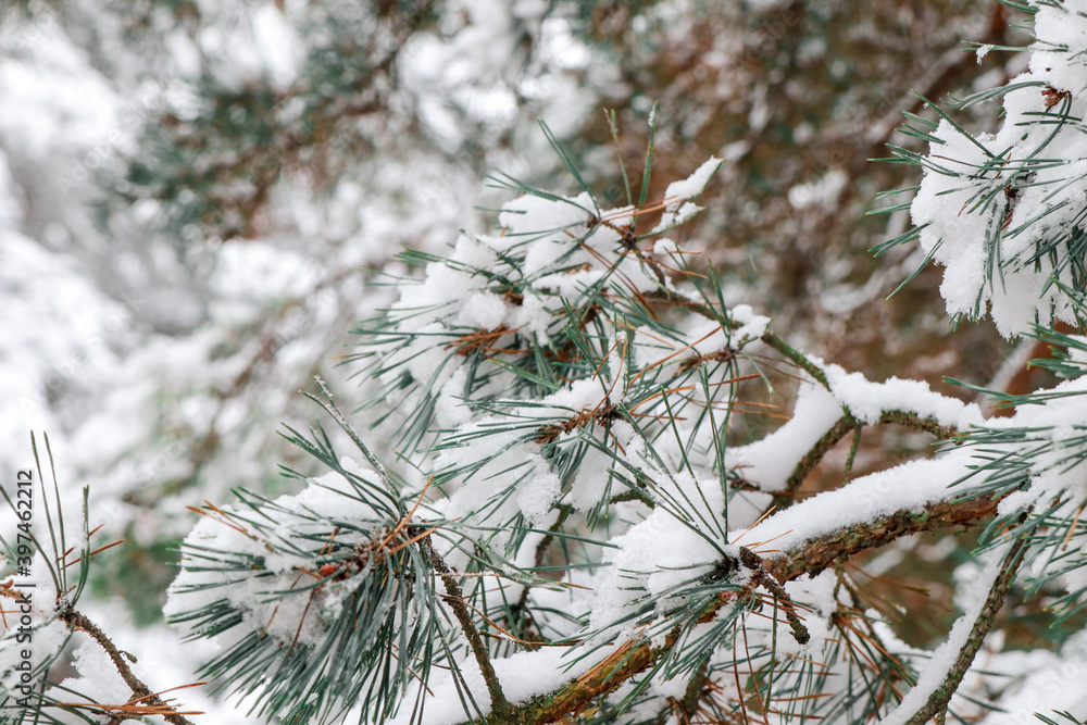 The branch of a green pine is covered with snow and frost. Coniferous forest. The branch of a green pine is covered with snow and frost. Coniferous forest.