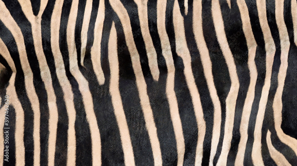 Zebra skin texture. Nature abstract background. Zebra skin texture. Nature abstract background.