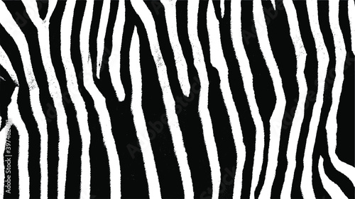 Zebra skin texture. Black and white nature abstract background. Vector EPS10.