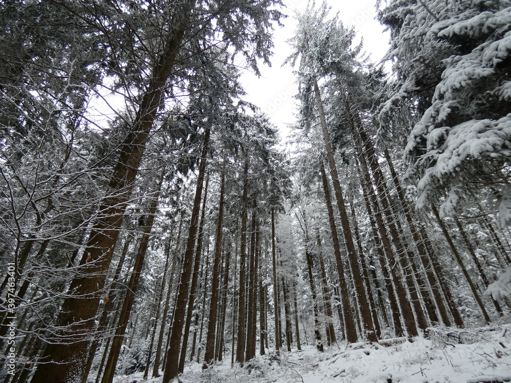 Fototapeta premium Black Forest