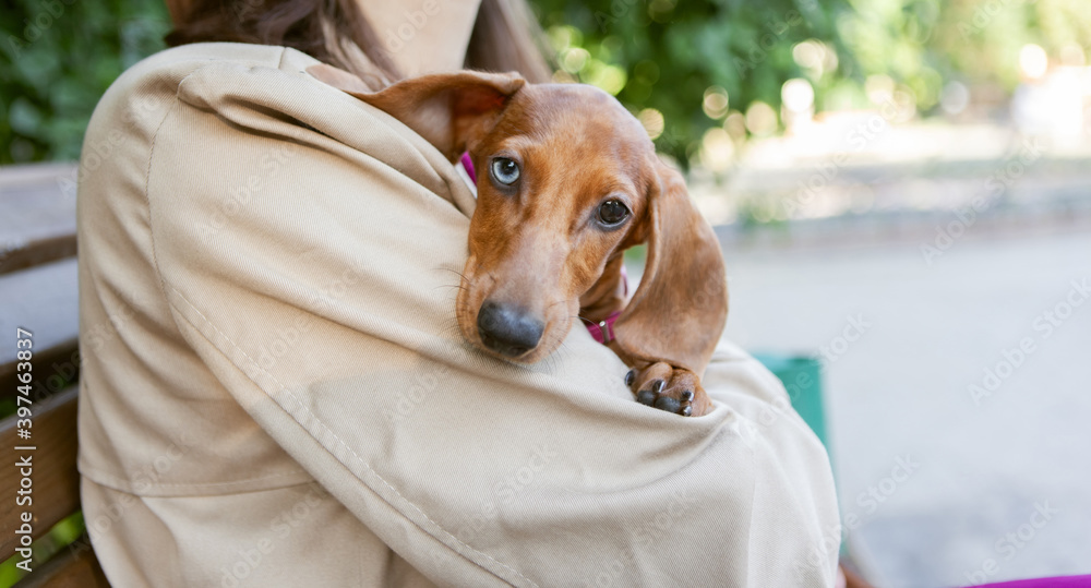 Cute dachshund puppy sitting in the arms of the hostess outdoors