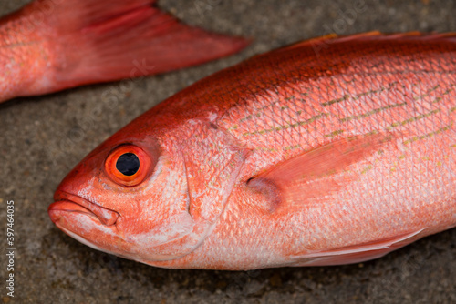Close up of a small red snapper