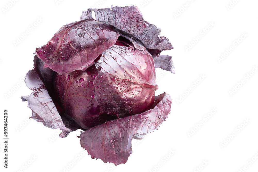 Fototapeta premium Fresh red cabbage isolated on white background, water drops, clipping path