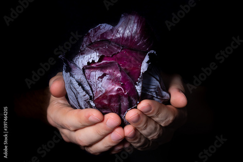 Closeup red cabbage in farmers hands on black background