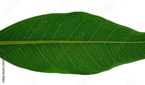 Texture of a green leaf as background. Leaf texture.
