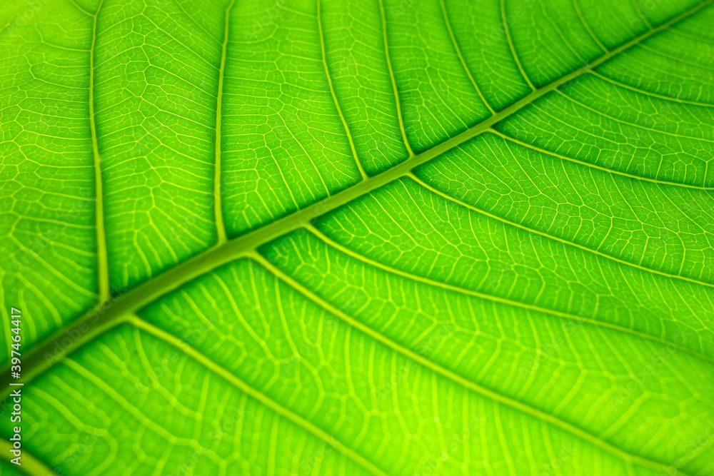 Texture of a green leaf as background. Leaf texture.
Texture of a green leaf as background. Leaf texture.