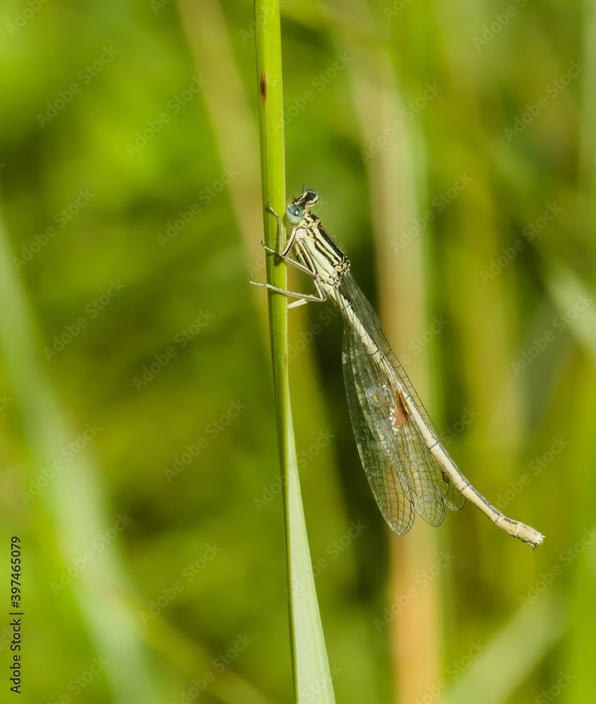 dragonfly on a leaf dragonfly on a leaf