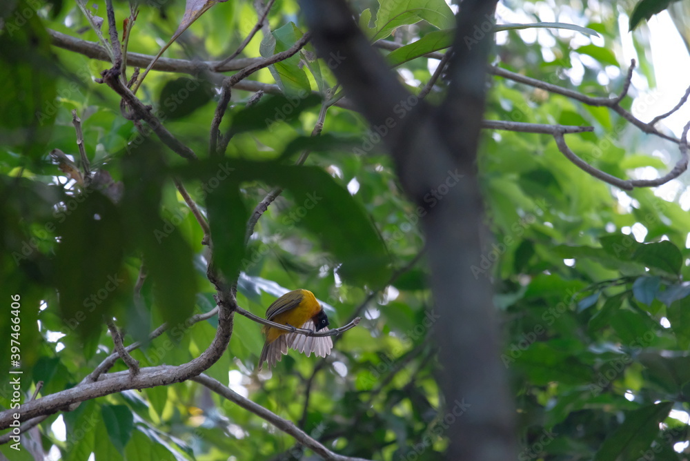 The black crested bulbul or Rubigula flaviventris spotted on tree The black crested bulbul or Rubigula flaviventris spotted on tree