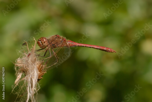 red dragonfly on leaf © Rado