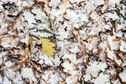 autumn leaves in the snow
