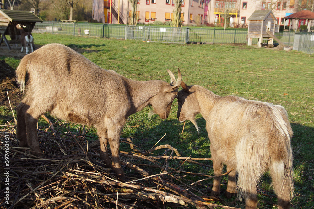 Fototapeta premium Two light brown goats together. Late autumn, December in the Netherlands.