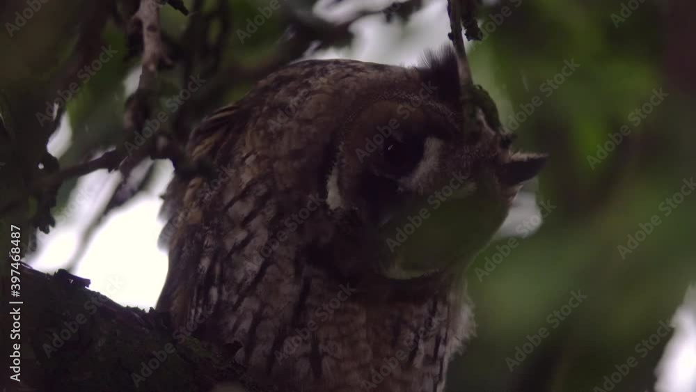 Close up of young long eared owl (Asio otus) gazing and sitting on dense branch deep in crown. Wildlife tranquil portrait footage of bird in natural habitat background during twilight. Close up of young long eared owl (Asio otus) gazing and sitting on dense branch deep in crown. Wildlife tranquil portrait footage of bird in natural habitat background during twilight.