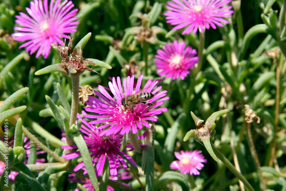 Obraz premium Bee and flowers